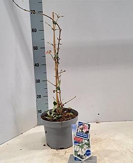 Viburnum plic. Kilimandjaro Sunrise Pot 3 Liter 30 - 40 cm