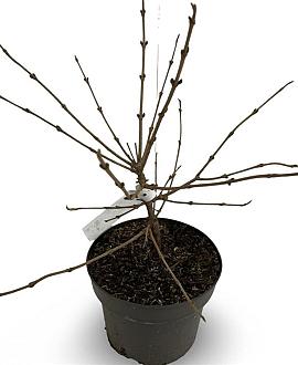 Viburnum plic. 'Mariesii' Pot 4 Liter 40 - 50 cm