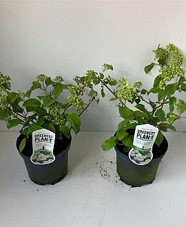 Viburnum plic. 'Newport' Pot 3 Liter 30 - 40 cm