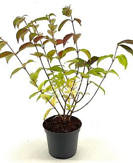 Viburnum plic. 'Shasta' Pot 3 Liter 40 - 50 cm
