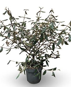 Viburnum 'Pragense' Pot 12 liter 60 - 80 cm