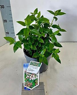 Viburnum tinus Pot 2 liter 25-30cm