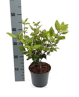 Viburnum tin. 'Ladybird' Pot 2 Liter30 - 40 cm