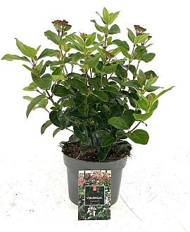 Viburnum tin. Lisarose Pot 2 liter 30-35cm
