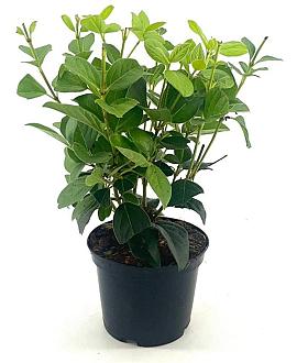 Viburnum tin. 'Macrophyllum' Pot 2 Liter30 - 40 cm