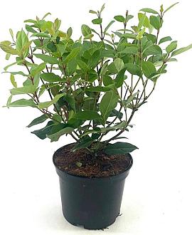 Viburnum tin. Spirit Pot 2 Liter30 - 40 cm
