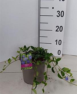 Vinca minor Pot 15 cm