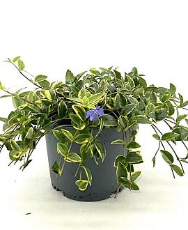 Vinca minor 'Aureovariegata' Pot 2 Liter