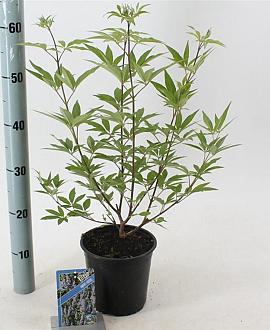 Vitex agnus-castus Pot 2 liter 30-35cm