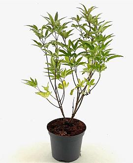 Vitex agnus-castus latifolia Pot 3 Liter 40 - 50 cm