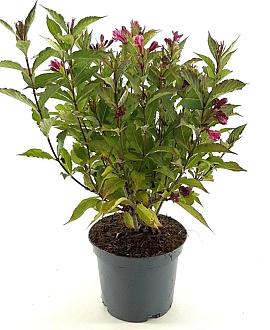 Weigela Big Love Pot 3 Liter 30 - 40 cm