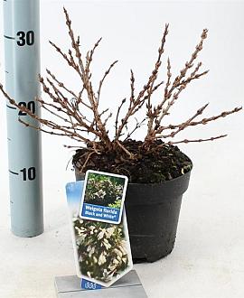 Weigela Black and White Pot 2 Liter 20 - 30 cm