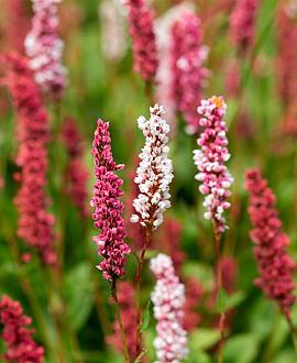 Persicaria aff. 'Darjeeling Red' Pot 9 cm
