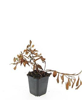 Persicaria aff. 'Darjeeling Red' Pot 9 cm