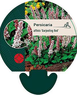 Persicaria aff. 'Darjeeling Red' Pot 9 cm