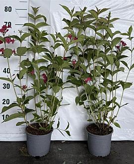 Weigela 'Bristol Ruby' Pot 2 Liter40 - 60 cm