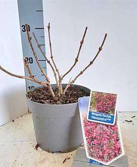 Weigela florida 'Alexandra' Pot 2 Liter 20 - 30 cm