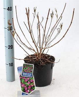 Weigela florida 'Brigela' Pot 2 Liter 20 - 30 cm