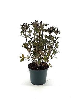 Weigela florida 'Foliis Purpureis' Pot 3 Liter 40 - 50 cm