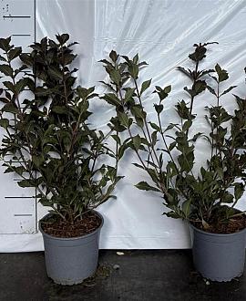 Weigela florida 'Nana Purpurea' Pot 2 Liter40 - 50 cm