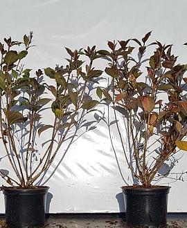 Weigela florida 'Victoria' Pot 2 Liter40 - 50 cm