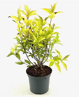 Weigela 'Looymansii Aurea' Pot 3 Liter 30 - 40 cm