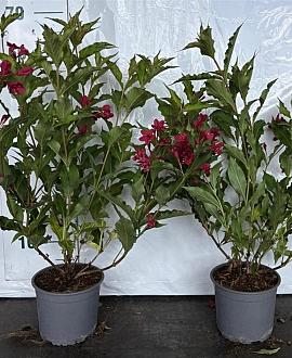 Weigela 'Red Prince' Pot 2 Liter30 - 40 cm