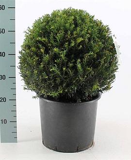 Taxus baccata Bolvorm 40 cm
