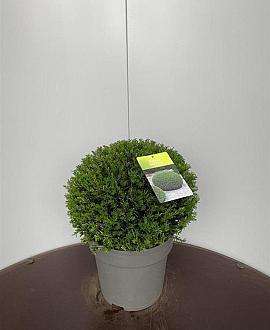 Taxus baccata Bolvorm 30-40 cm