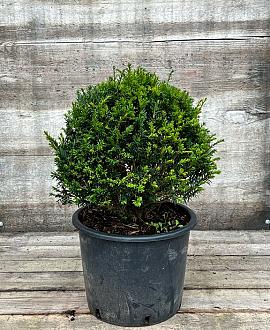 Taxus baccata Bolvorm 40-50 cm