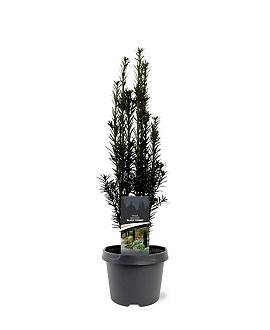 Taxus b. 'Black Tower' Pot 3 Liter 40 - 50 cm
