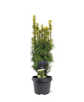 Taxus b. 'David' Pot 3 Liter 40 - 50 cm