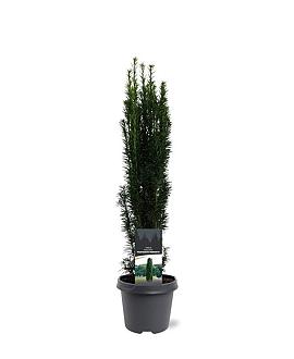 Taxus b. 'Fastigiata Robusta' Pot 5 Liter 50 - 60 cm