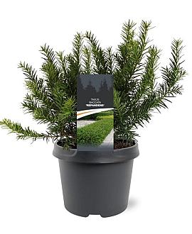 Taxus b. 'Repandens' Pot 3 Liter 