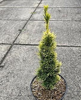Taxus b. 'Standishii' Pot 5 Liter 30 - 40 cm