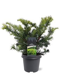 Taxus b. 'Summergold' Pot 5 Liter 30 - 40 cm