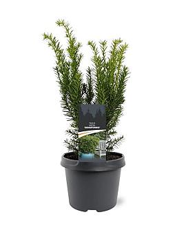 Taxus media 'Densiformis' Pot 3 Liter 