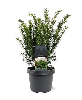 Taxus media 'Farmen' Pot 3 Liter 