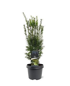 Taxus media 'Hicksii' Pot 3 Liter 40 - 50 cm