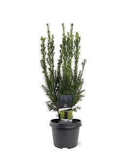 Taxus media 'Hillii' Pot 3 Liter 40 - 50 cm