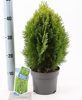 Thuja occ. 'Aurea Nana' Pot 3 Liter 30 - 40 cm
