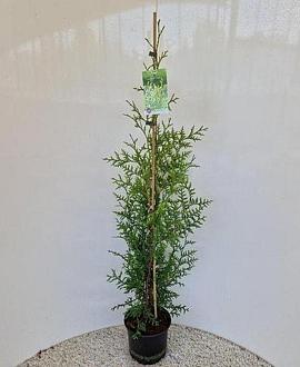 Thuja occ. 'Brabant' Pot 3 liter 90 - 100 cm