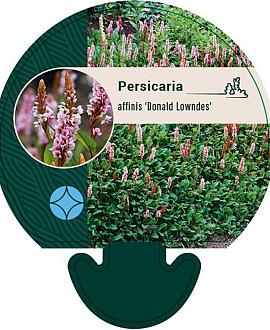 Persicaria aff. 'Donald Lowndes' Pot 9 cm