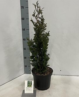 Thuja occ. 'Brobeck's Tower' Pot 3 Liter 40 - 50 cm