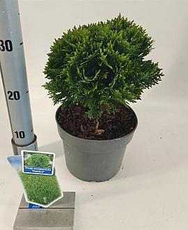 Thuja occ. 'Danica' Pot 3 liter 25-30cm