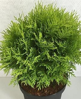 Thuja occ. 'Danica Aurea' Pot 3 liter 25-30cm