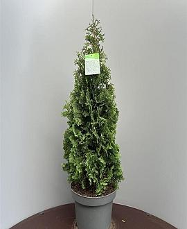 Thuja occ. 'Degroot's Spire' Pot 15 liter 90 - 100 cm