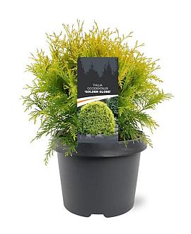 Thuja occ. 'Golden Globe' Pot 3 Liter 
