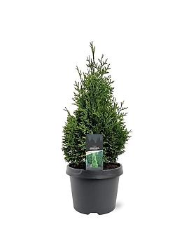 Thuja occ. 'Hurricane' Pot 3 Liter 40 - 50 cm