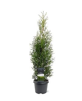 Thuja occ. 'King of Brabant' Pot 3 Liter 60 - 80 cm